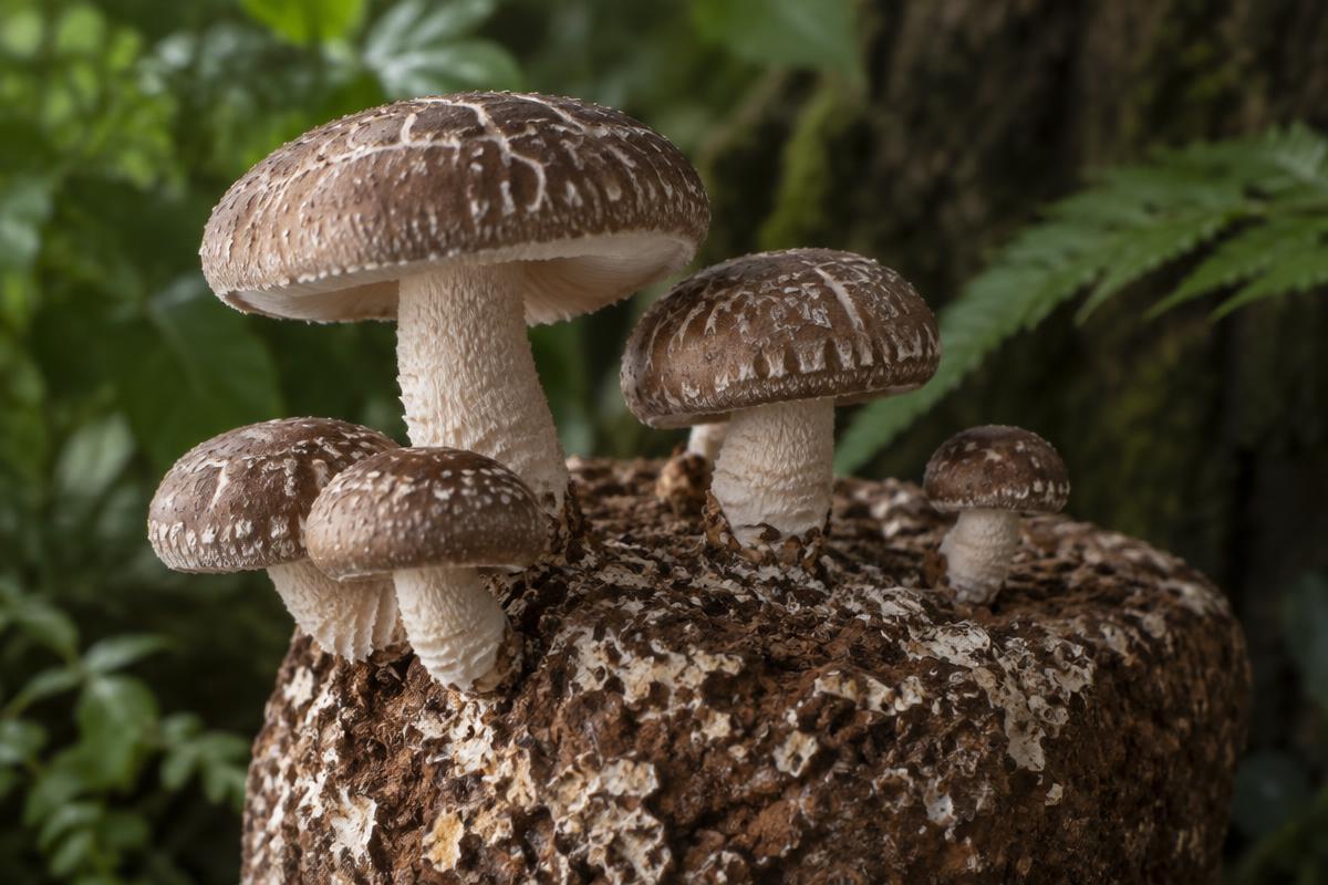 Brown shiitake mushrooms with pale cracked markings fruiting from a hardwood block