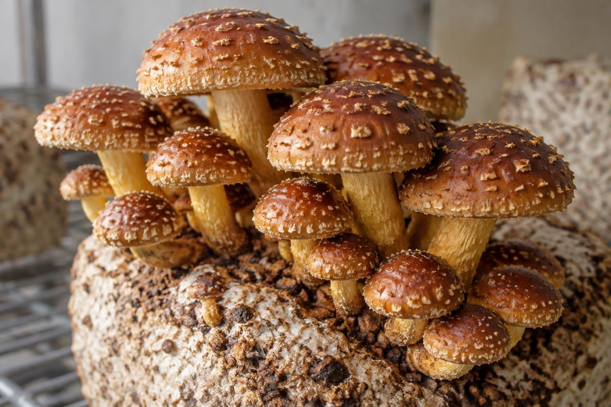 Cluster of chestnut mushrooms with warm brown scaled caps growing from a hardwood block