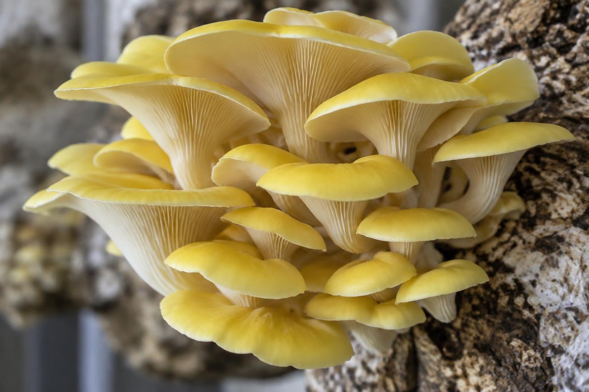 Bright yellow golden oyster mushrooms fruiting in a layered cluster from hardwood substrate
