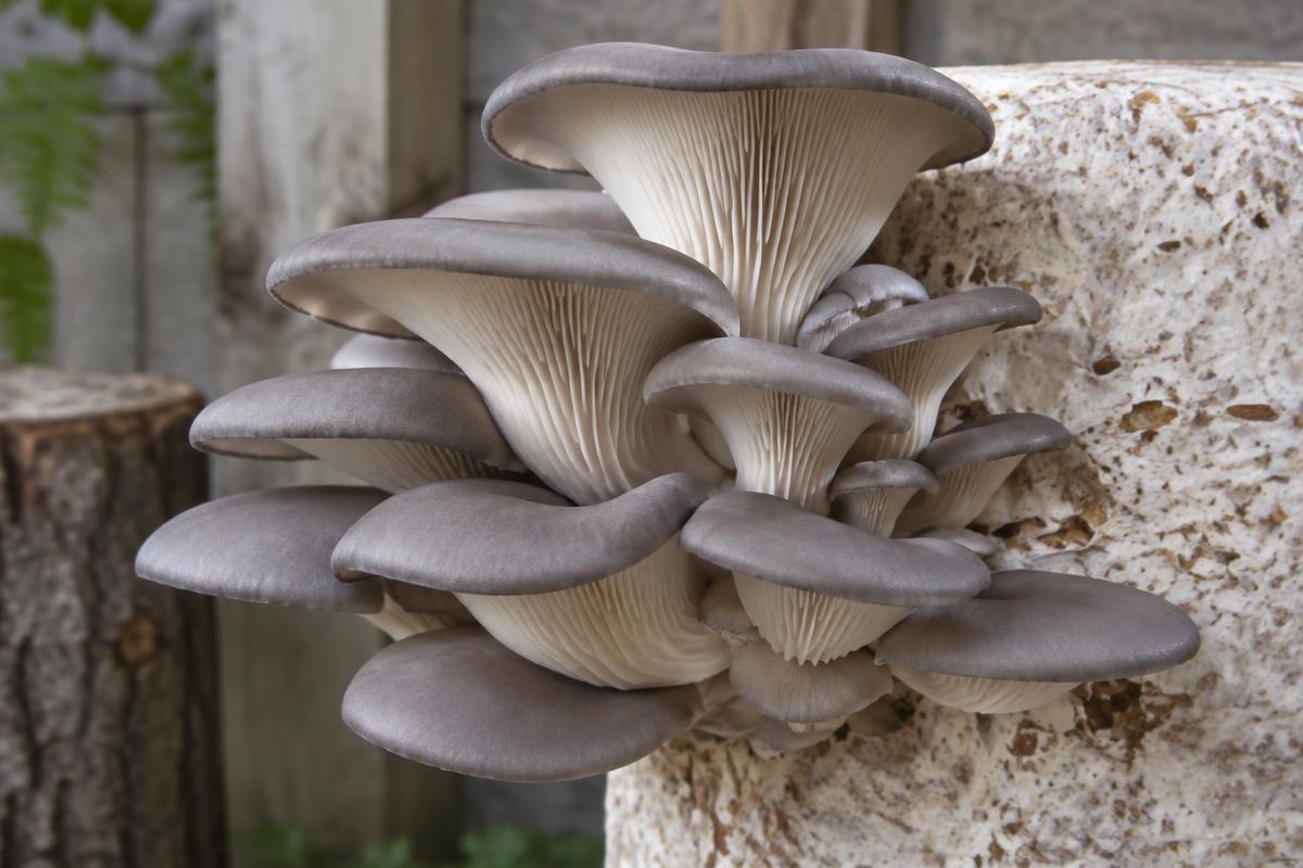 Grey pearl oyster mushrooms fruiting in layered clusters from a hardwood substrate block