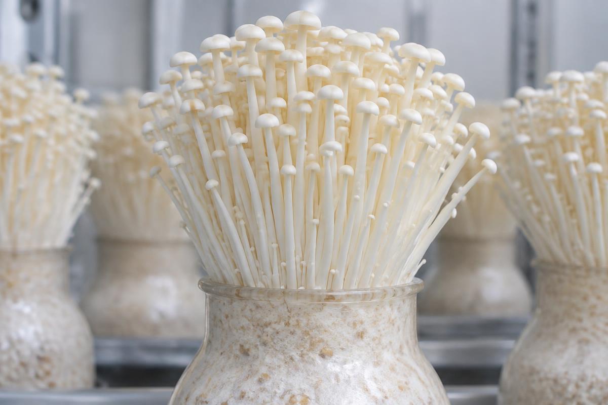 Cultivated enoki mushrooms with slender pale stems and small cream caps growing from bottles