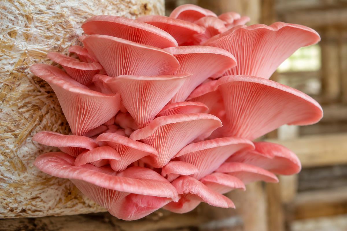 Vivid pink oyster mushrooms forming a dense fan-shaped cluster on a cultivation block